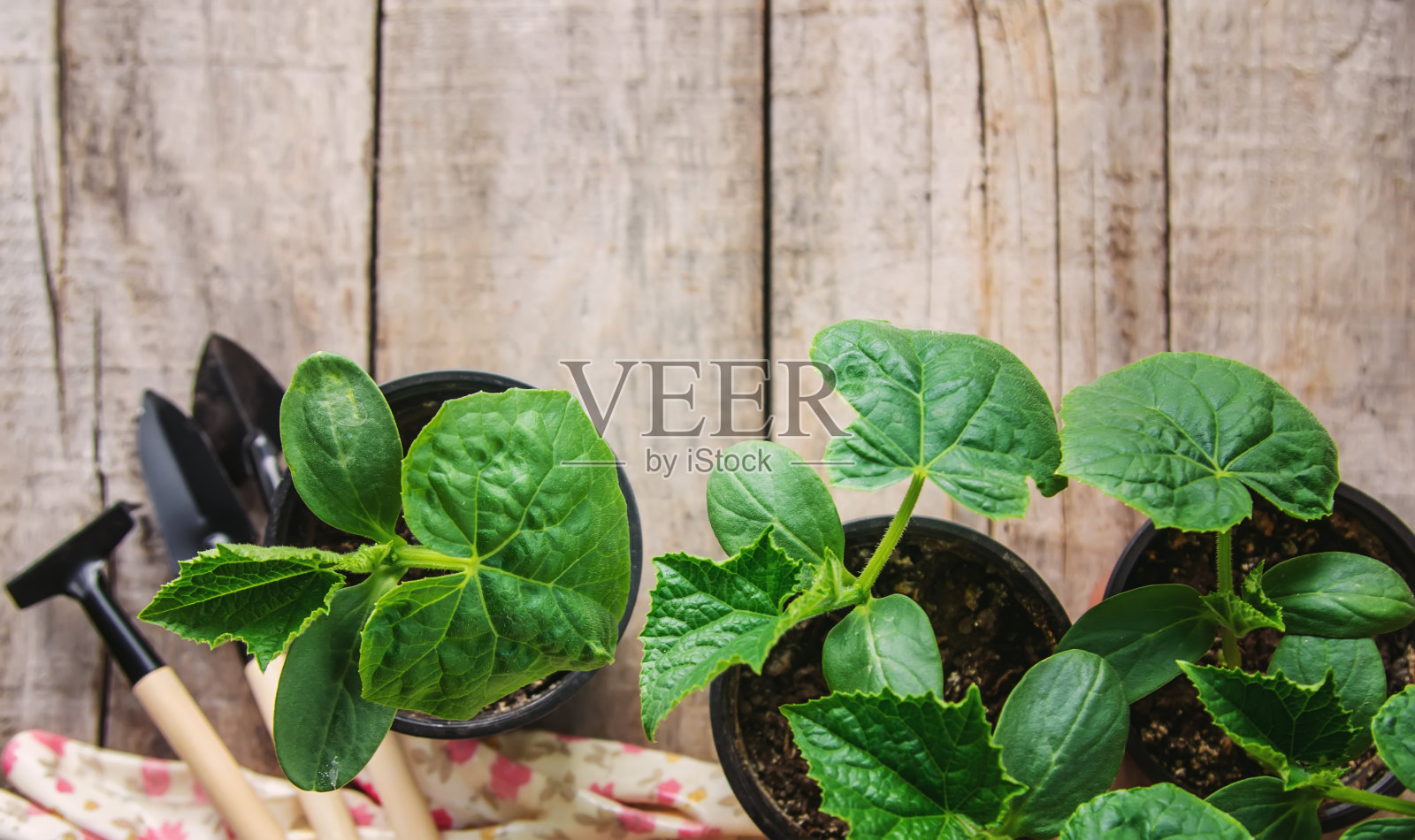 黄瓜幼苗。黄瓜的选择性聚焦。照片摄影图片