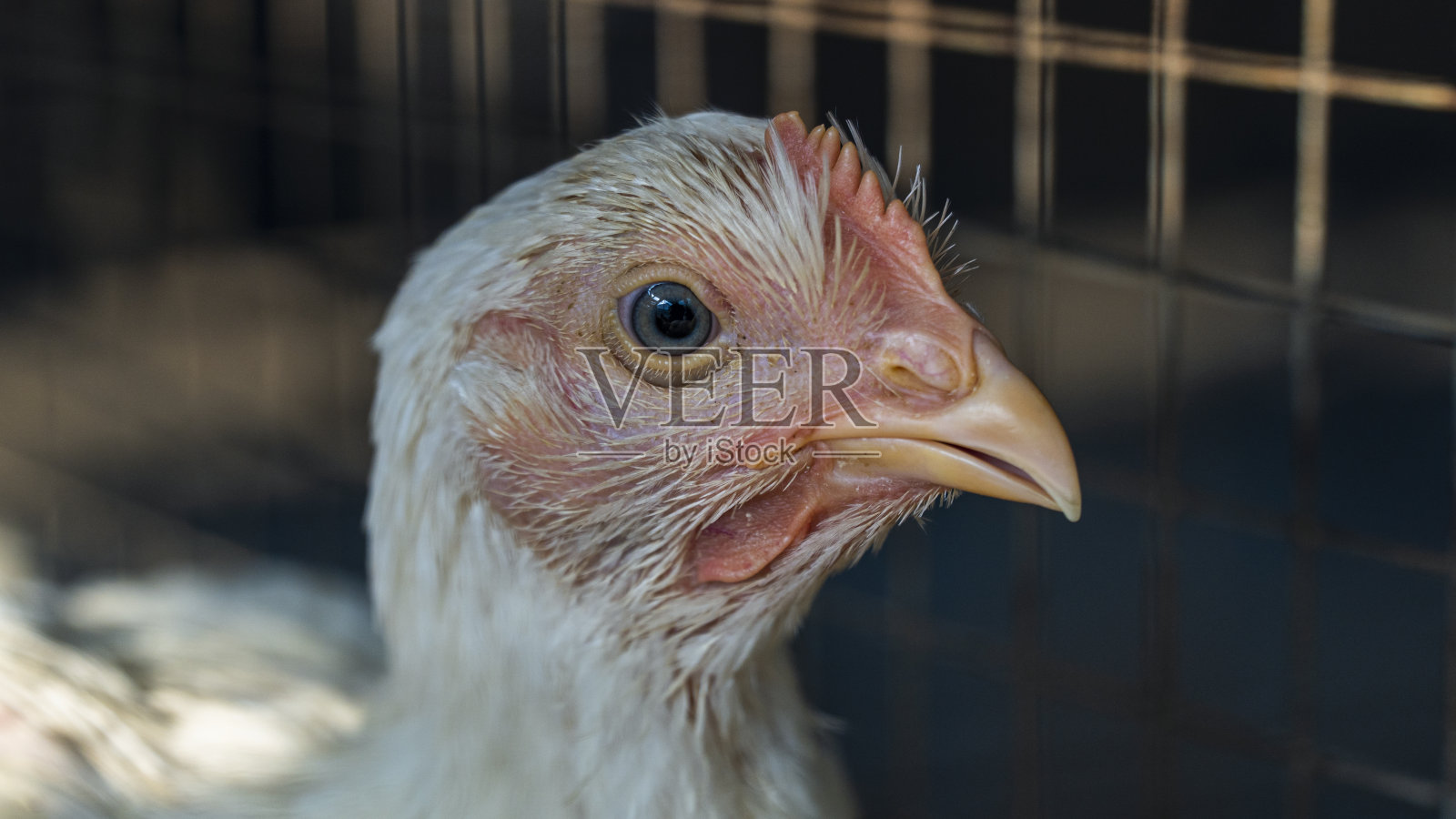 肉鸡是指任何鸡(家养鸡)照片摄影图片