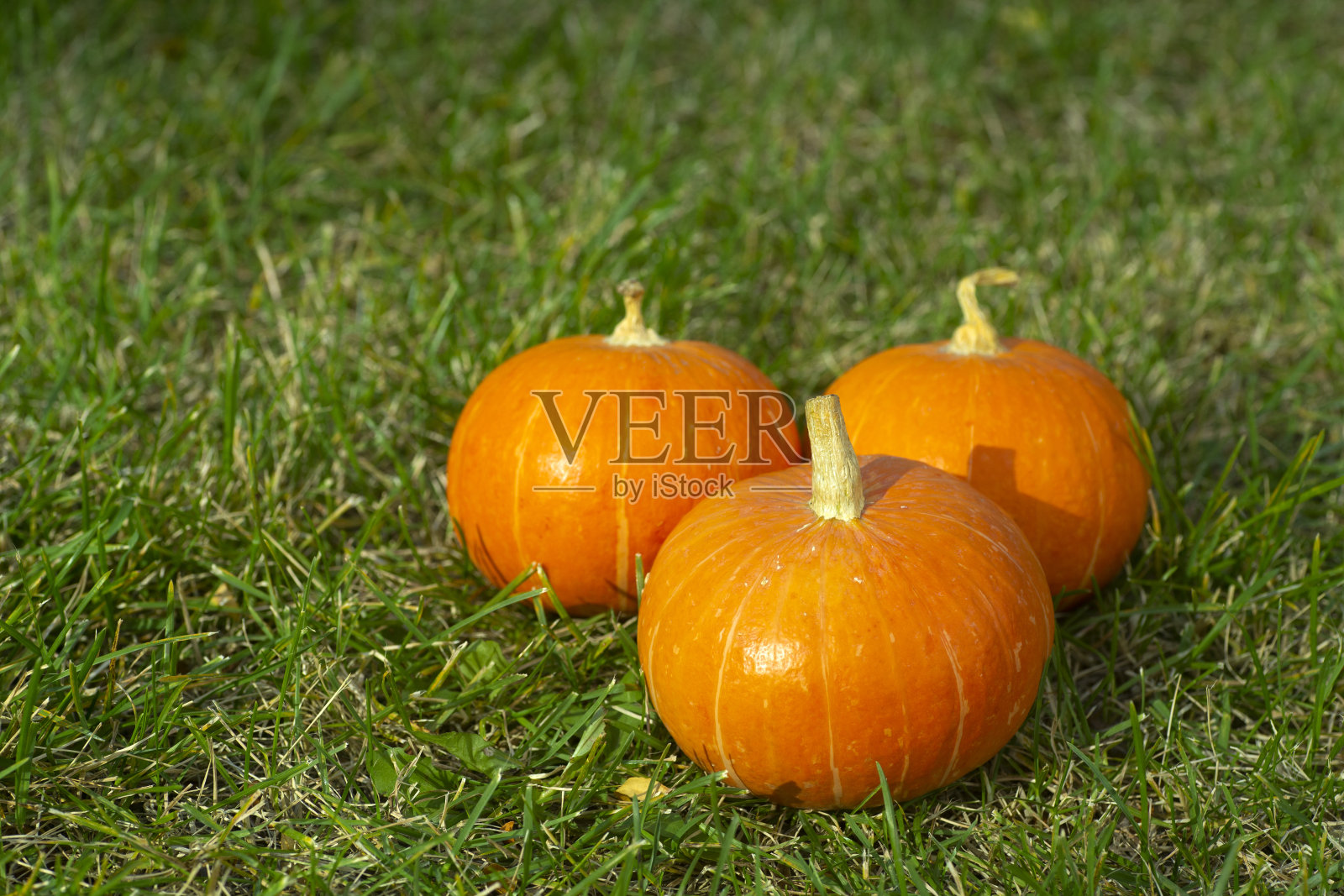绿草背景上的南瓜。橙色的秋天南瓜在阳光下。秋收、节日(万圣节、感恩节)概念。照片摄影图片