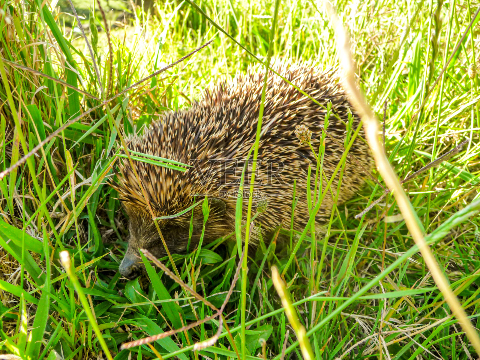 草丛中的刺猬照片摄影图片
