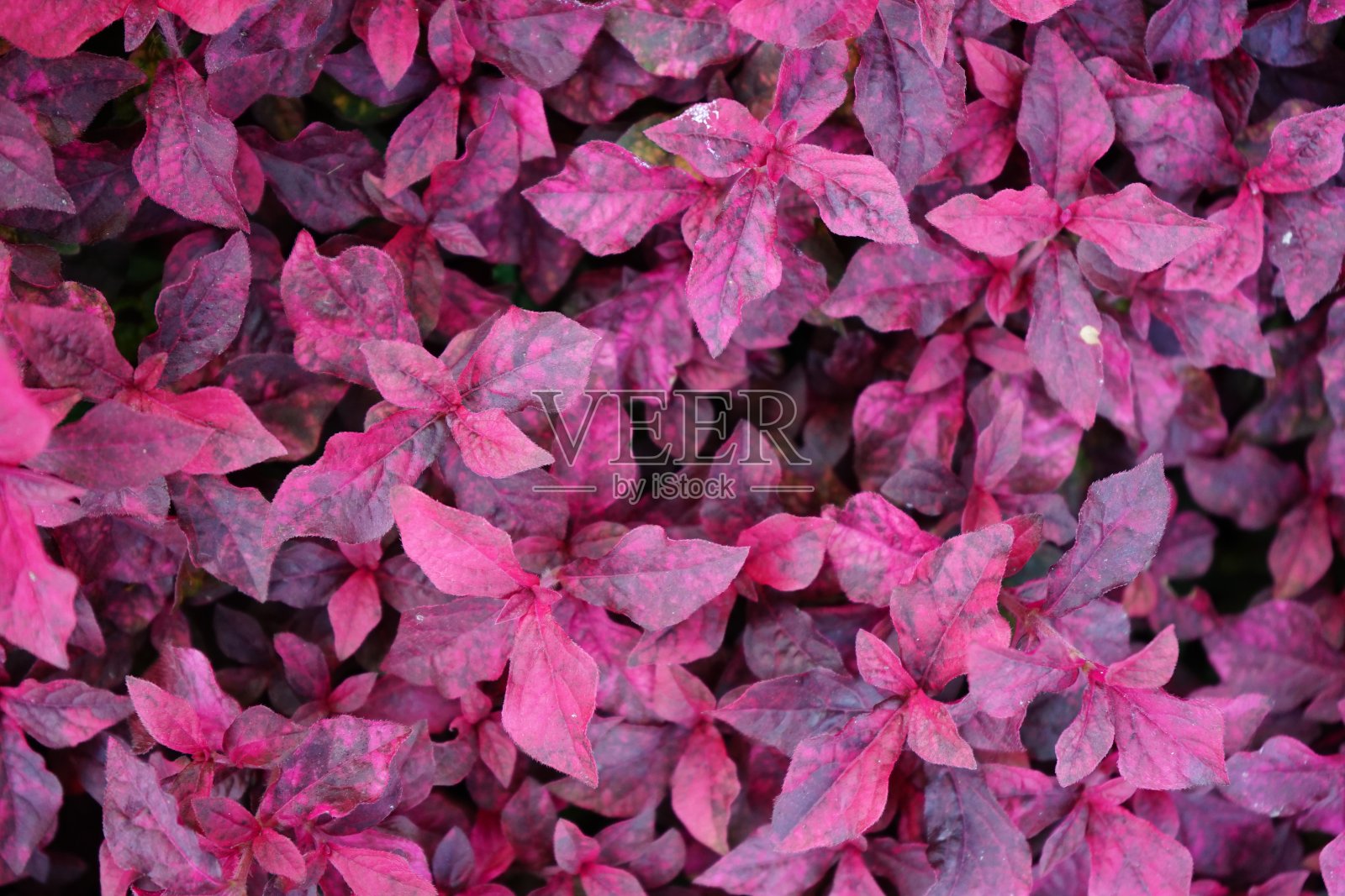 红叶背景照片摄影图片