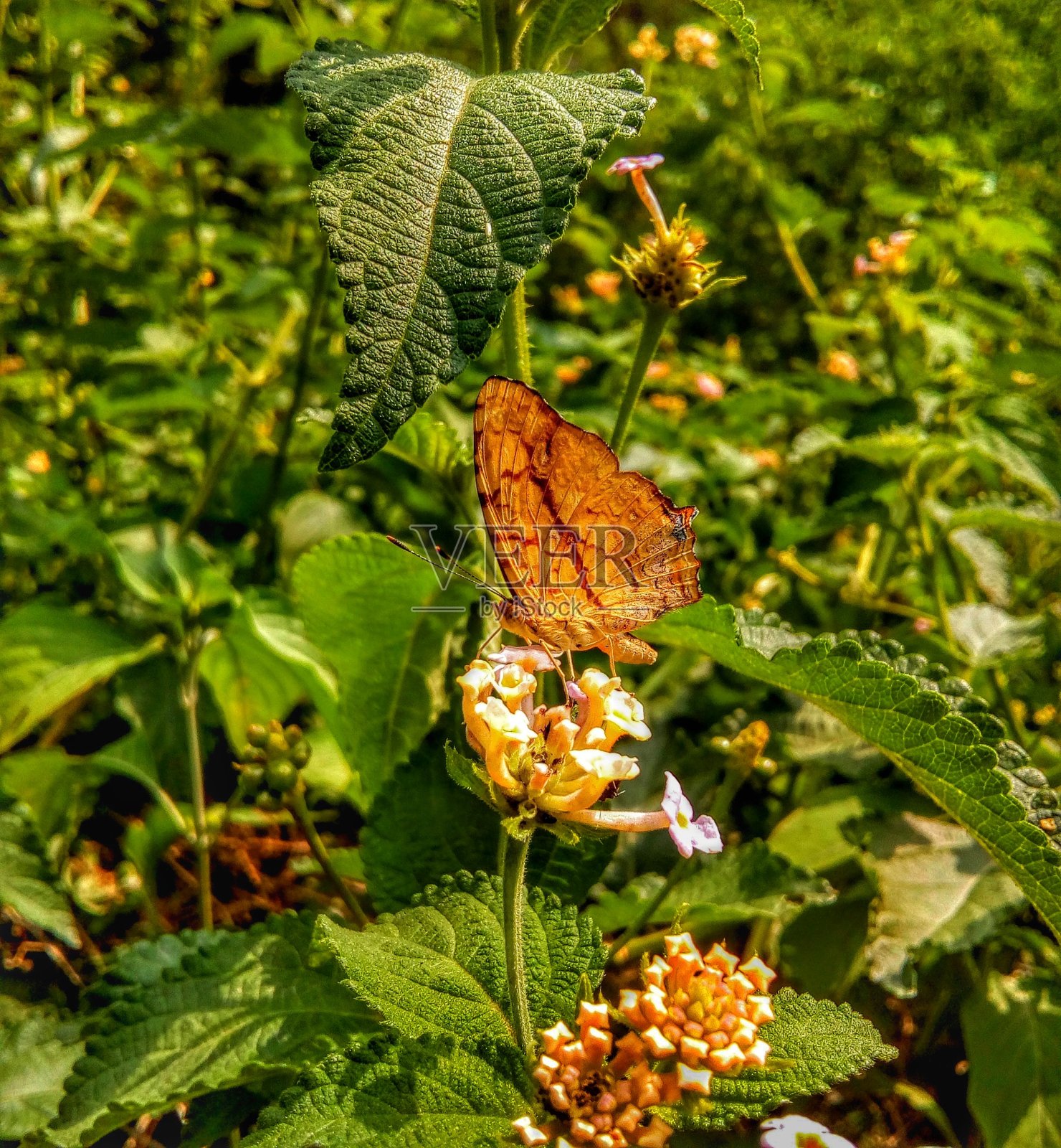 美丽迷人的蝴蝶在兰塔那花上放松照片摄影图片