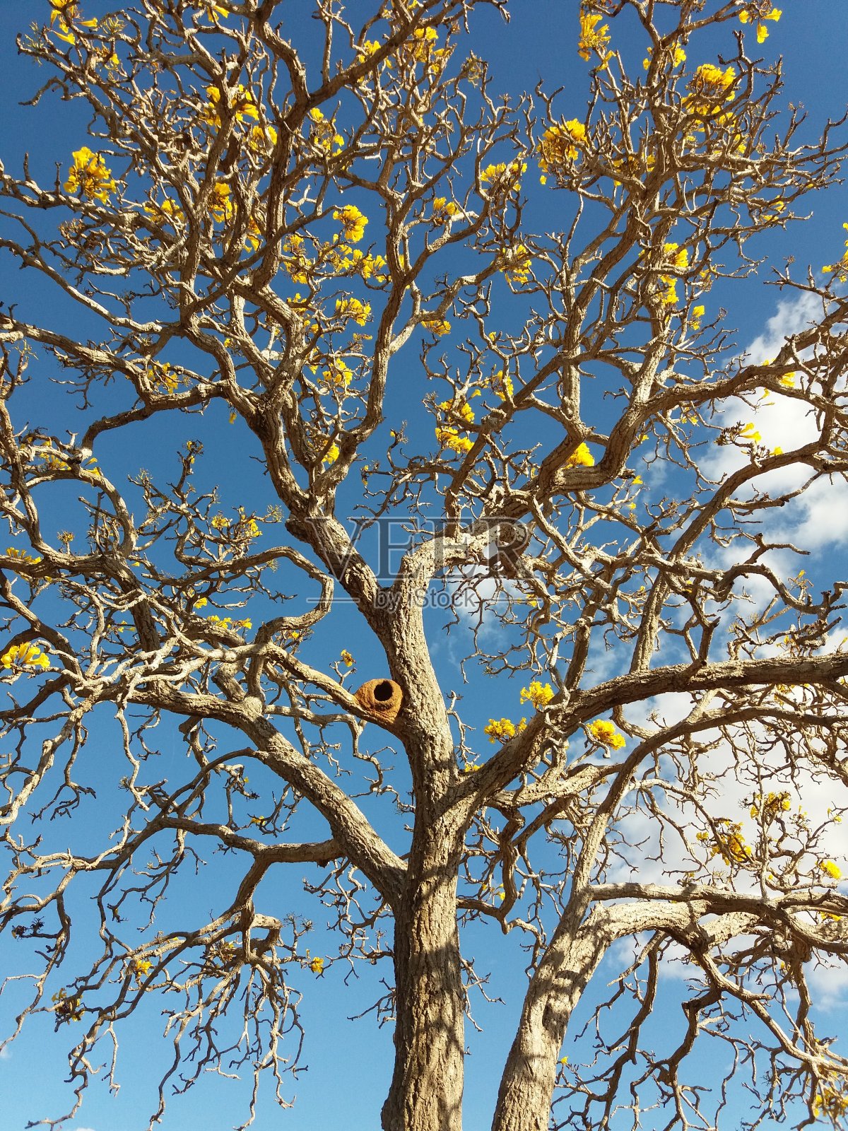 巴西Ipe树照片摄影图片