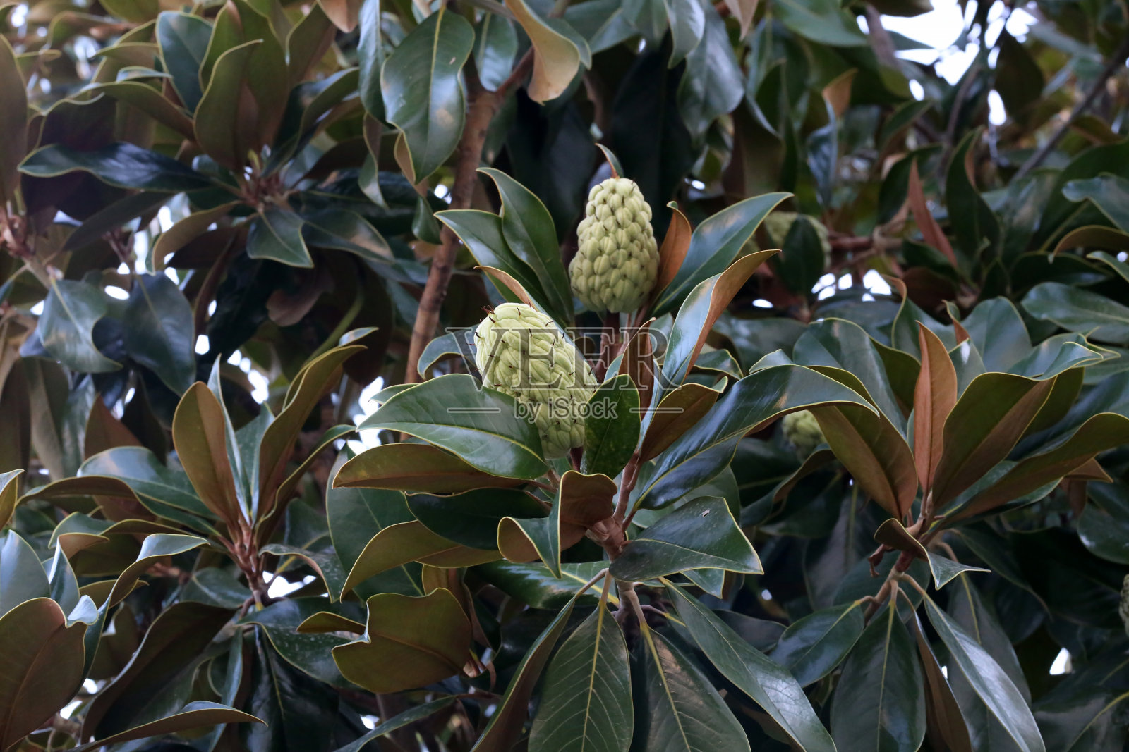 玉兰的果实在绿叶的背景上照片摄影图片