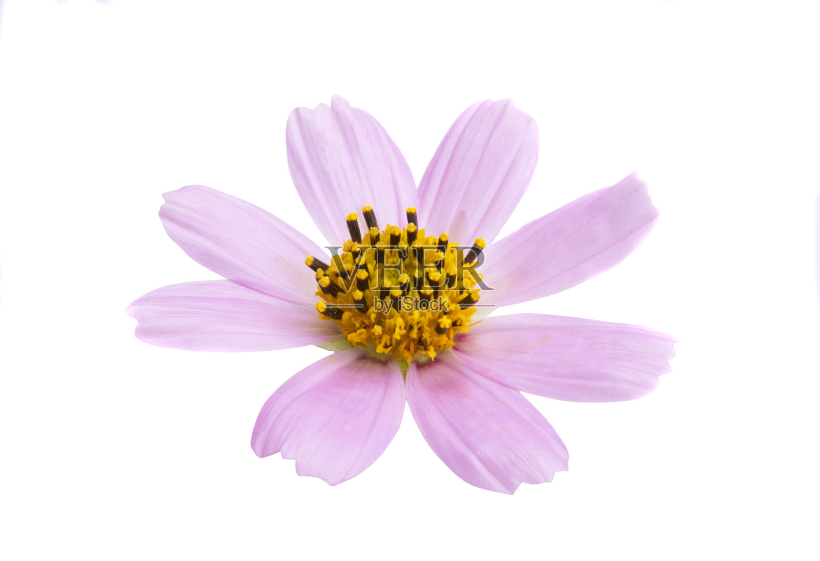 粉红色考玛斯花孤立照片摄影图片