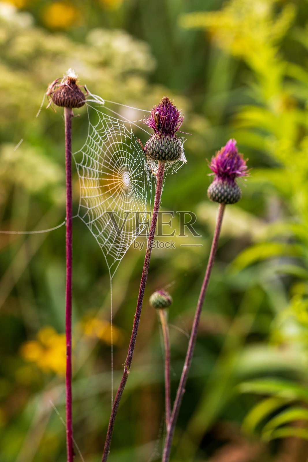 蜘蛛网照片摄影图片