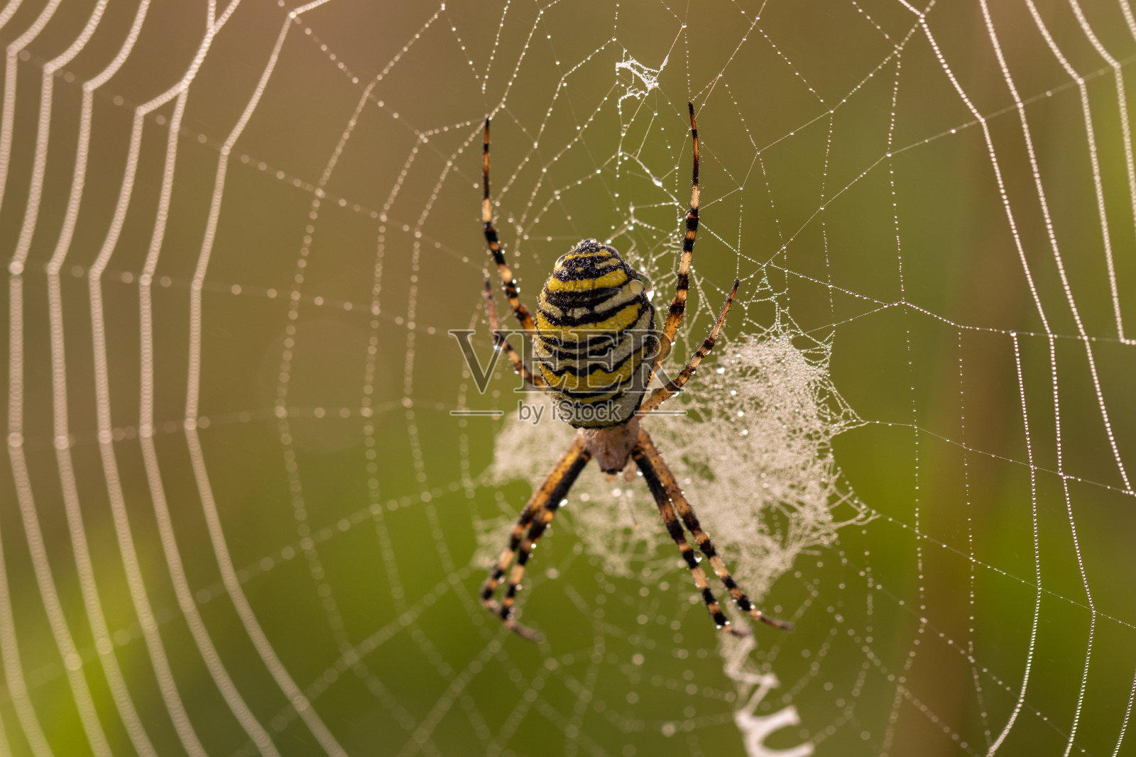 蜘蛛照片摄影图片