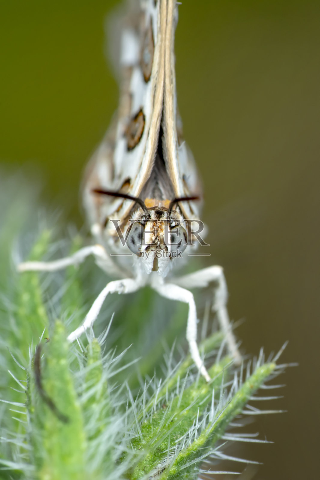 微距镜头,美丽的蝴蝶照片摄影图片