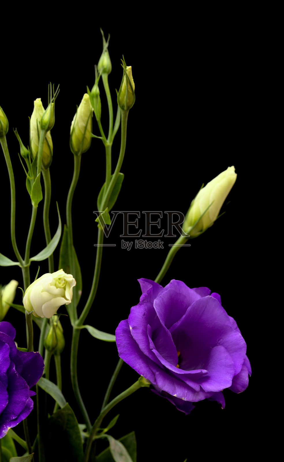 暗紫色洋桔梗的分枝茎,孤立于黑色背景上照片摄影图片