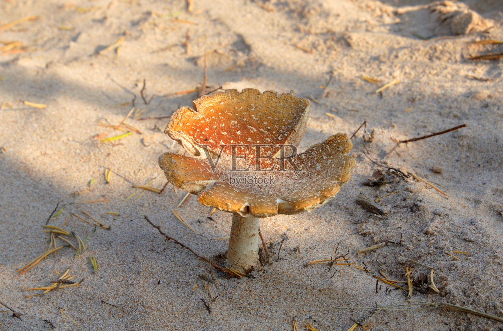 老红蝇木耳。照片摄影图片