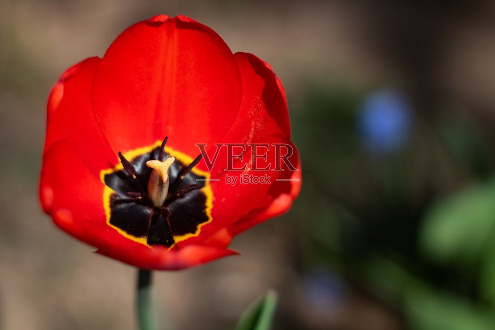 红色郁金香花近,微距照片照片摄影图片