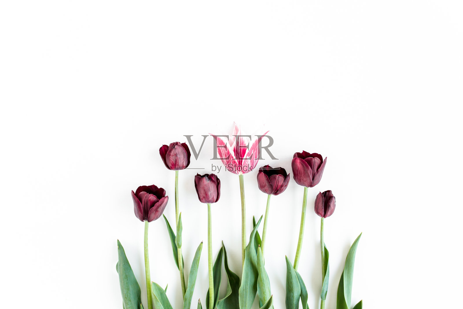 白背景上的勃艮第紫色郁金香。最小的花的概念。平躺,俯视图照片摄影图片