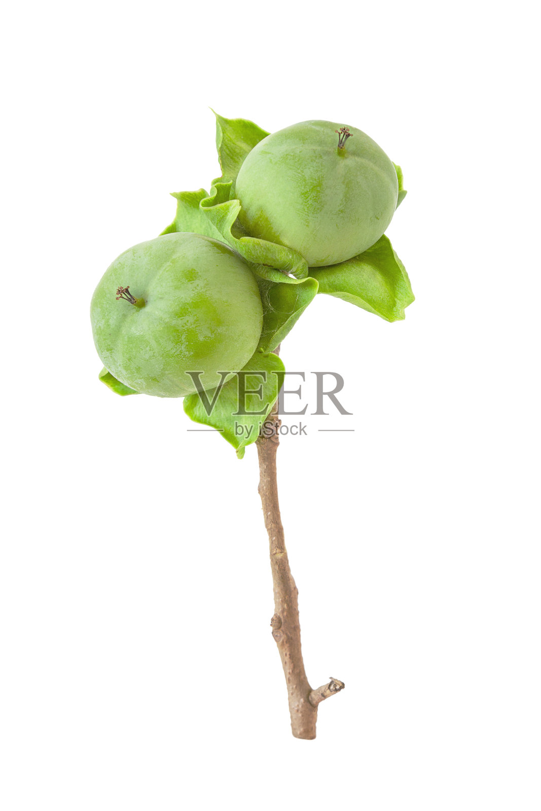 两个未成熟的绿色柿子(柿子),在一个分枝上,叶子孤立照片摄影图片