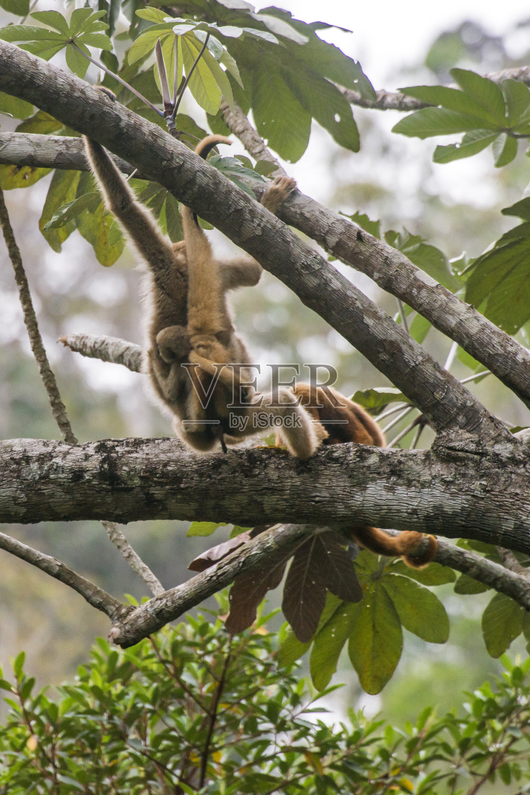 在圣埃斯皮里托圣杰提巴的圣玛丽亚拍摄的北方穆里基和吼猴。巴西东南部。照片摄影图片