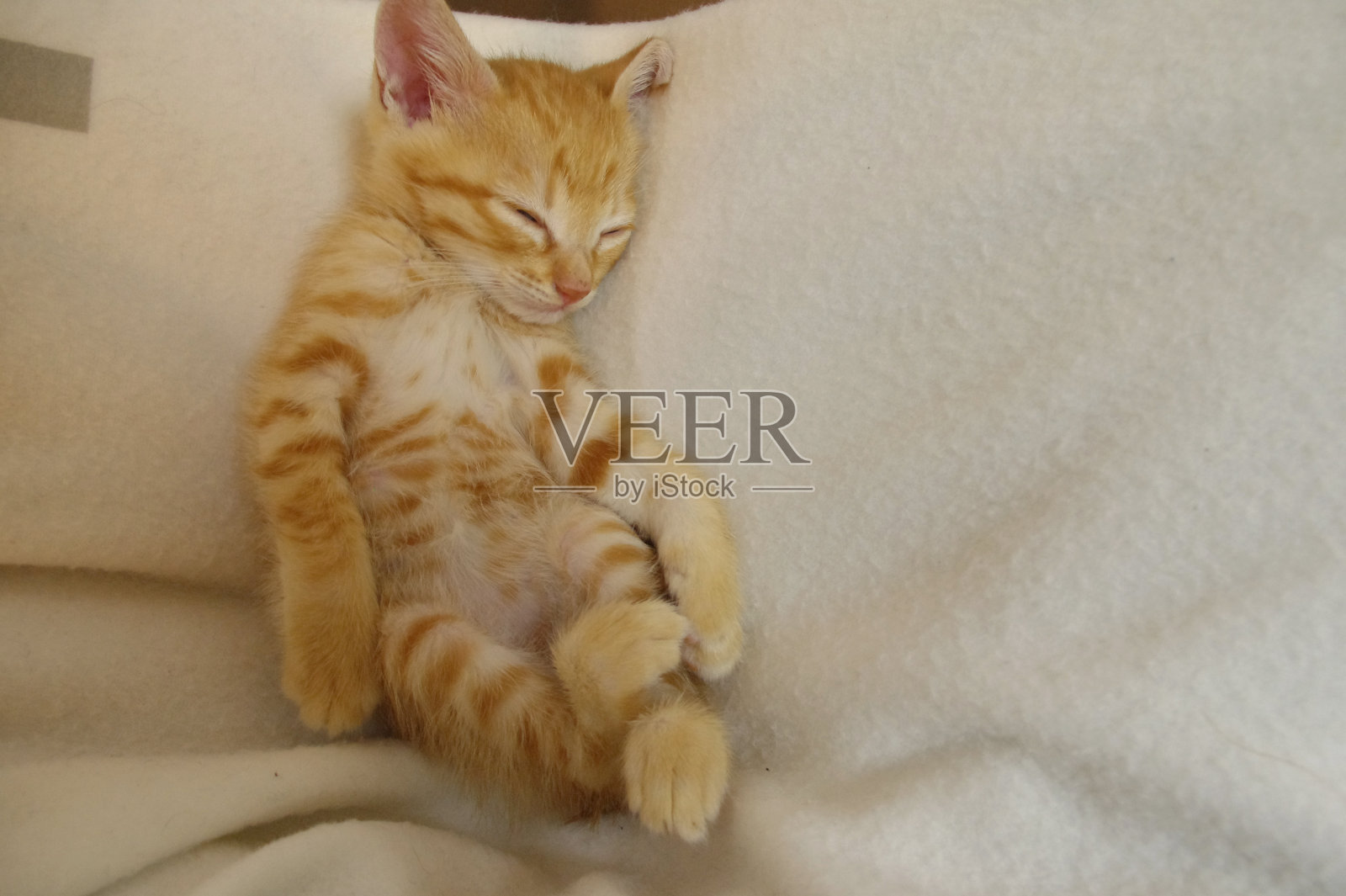 一只可爱的棕色小猫照片摄影图片