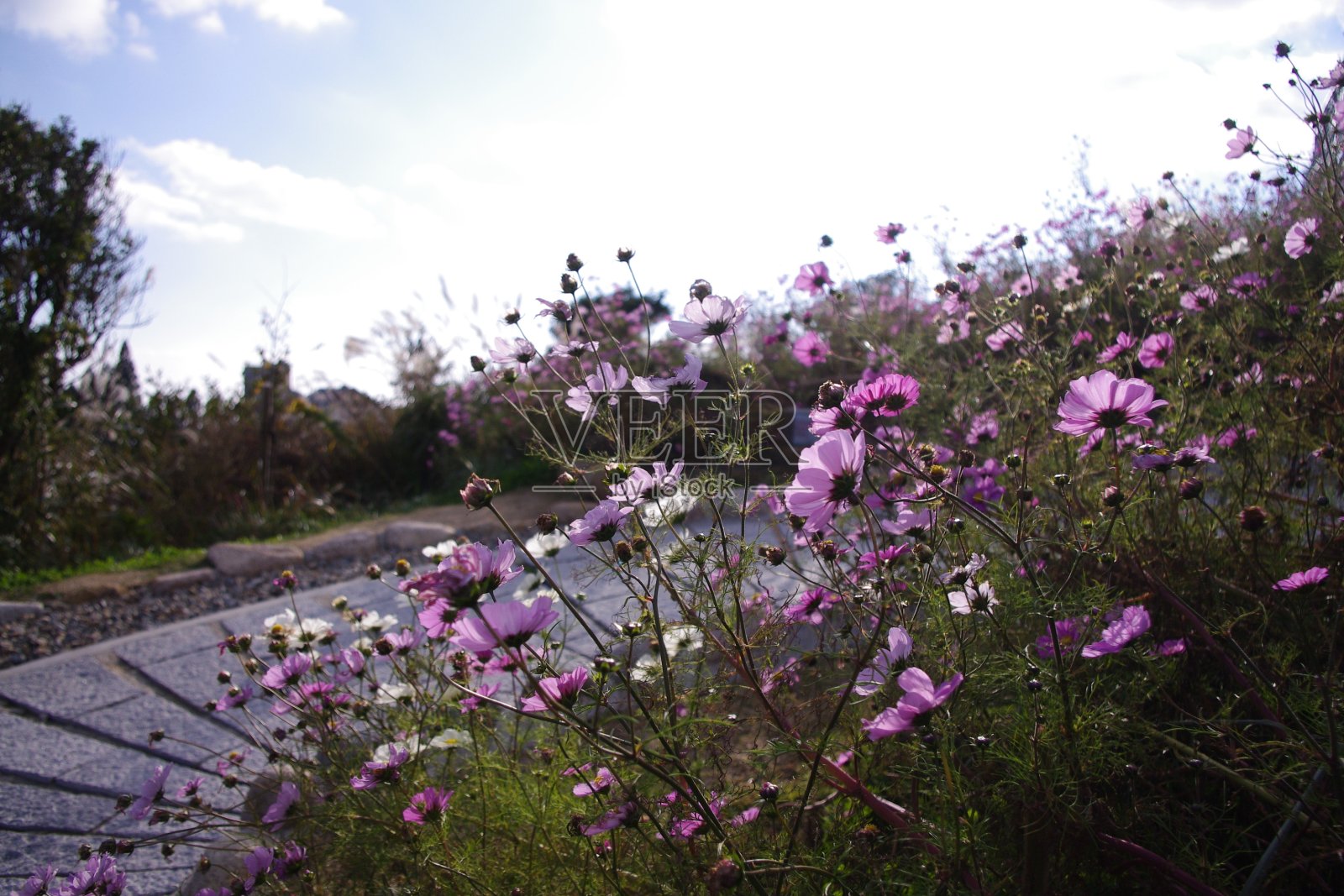 日本的宇宙花照片摄影图片
