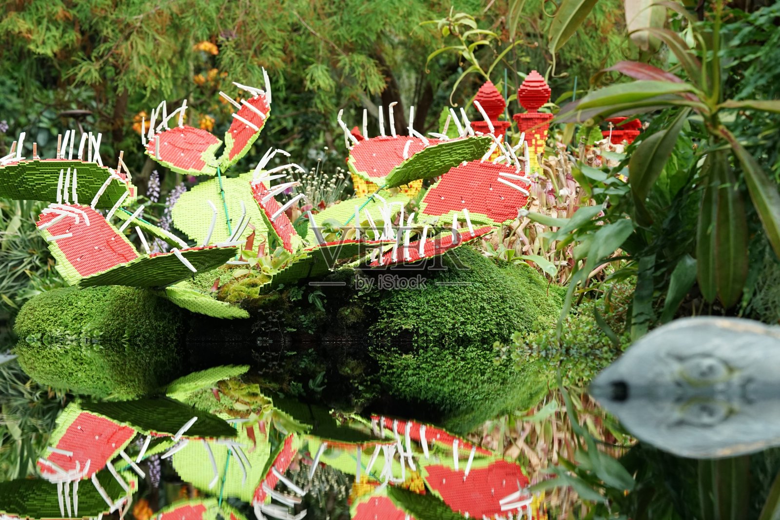 捕蝇草照片摄影图片