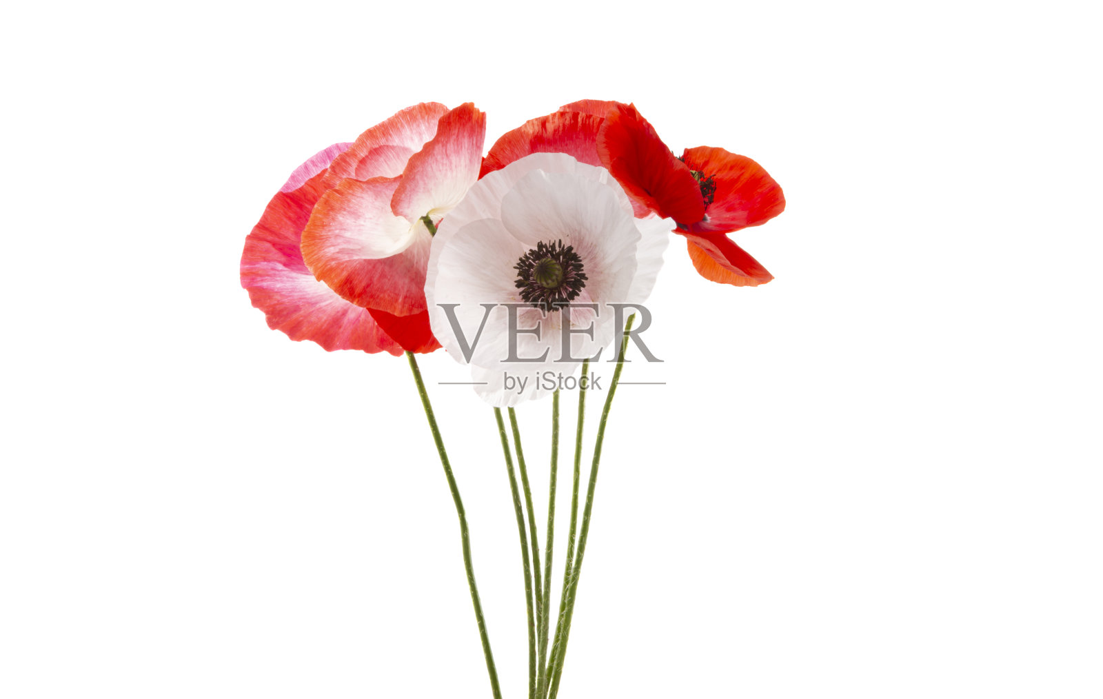 美丽的罂粟花孤立照片摄影图片