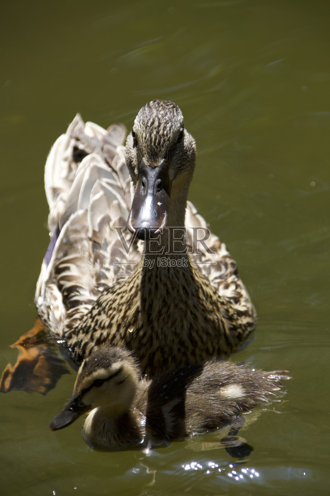 母亲和孩子照片摄影图片