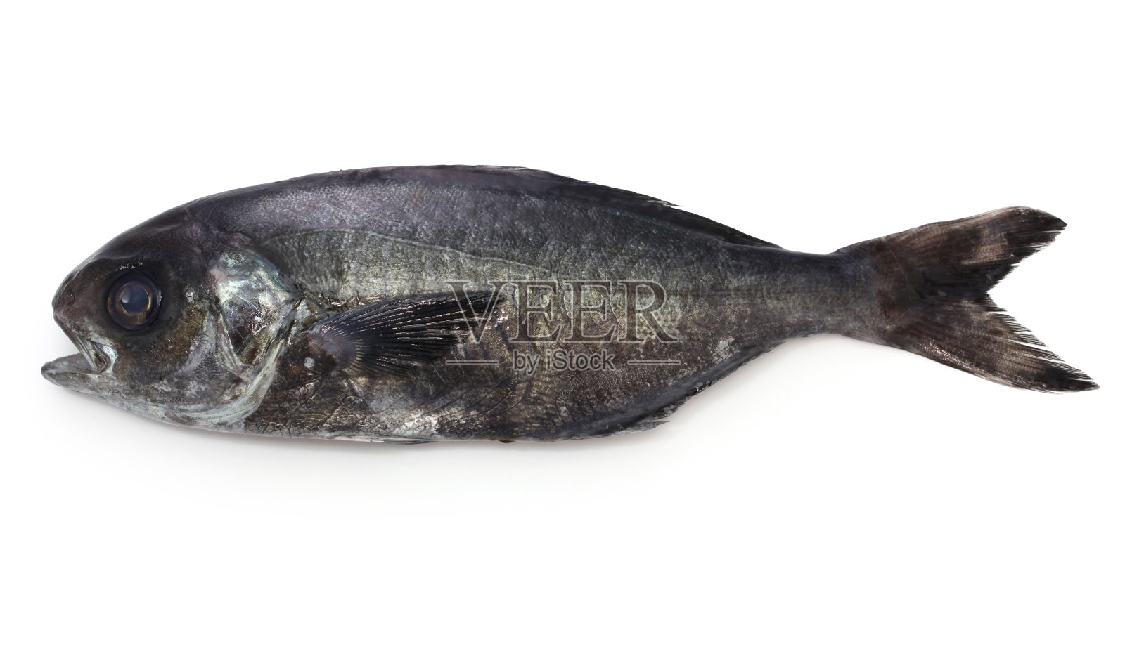 太平洋barrelfish照片摄影图片