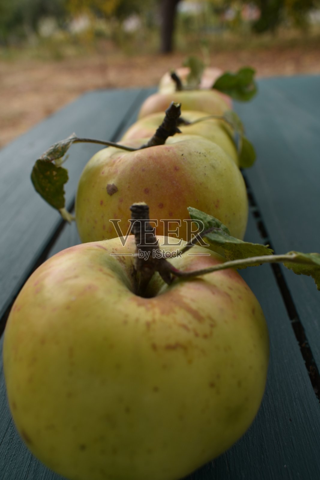 一排天然苹果照片摄影图片