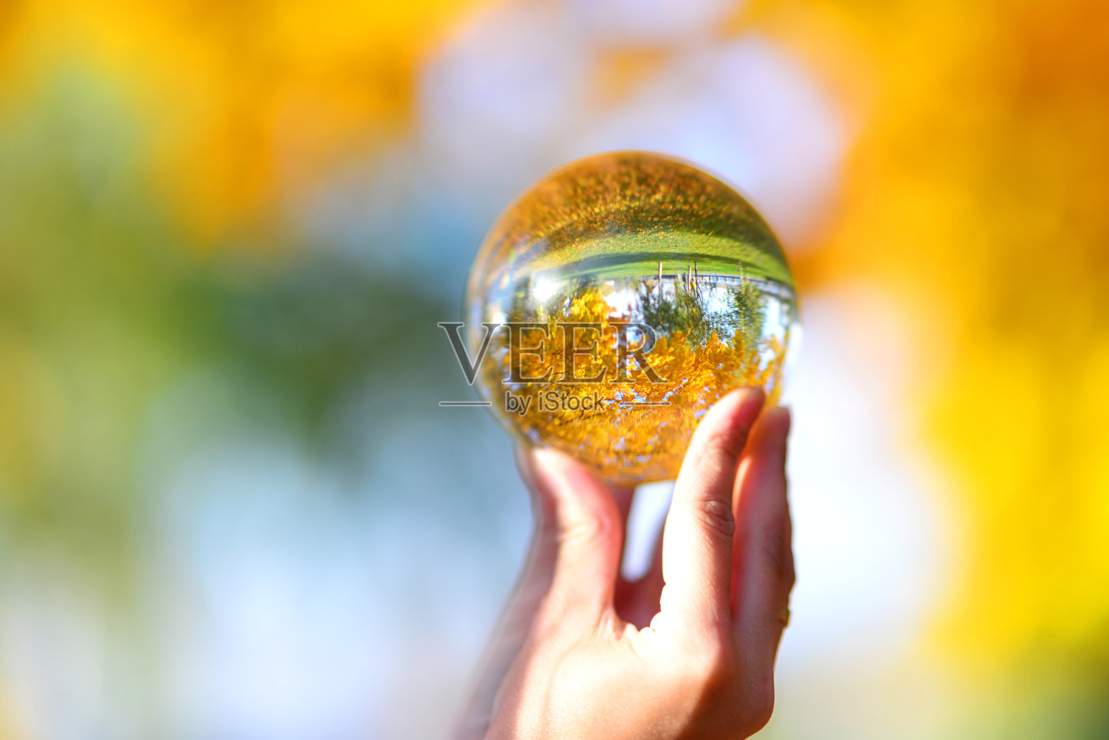 秋映在一只玻璃碗里。秋天的静物照片摄影图片