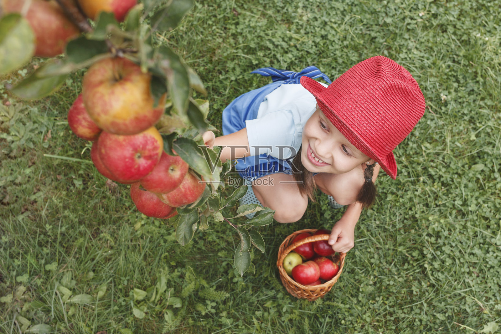 一个小女孩坐在篮子旁边的草地上,从树枝上摘苹果照片摄影图片