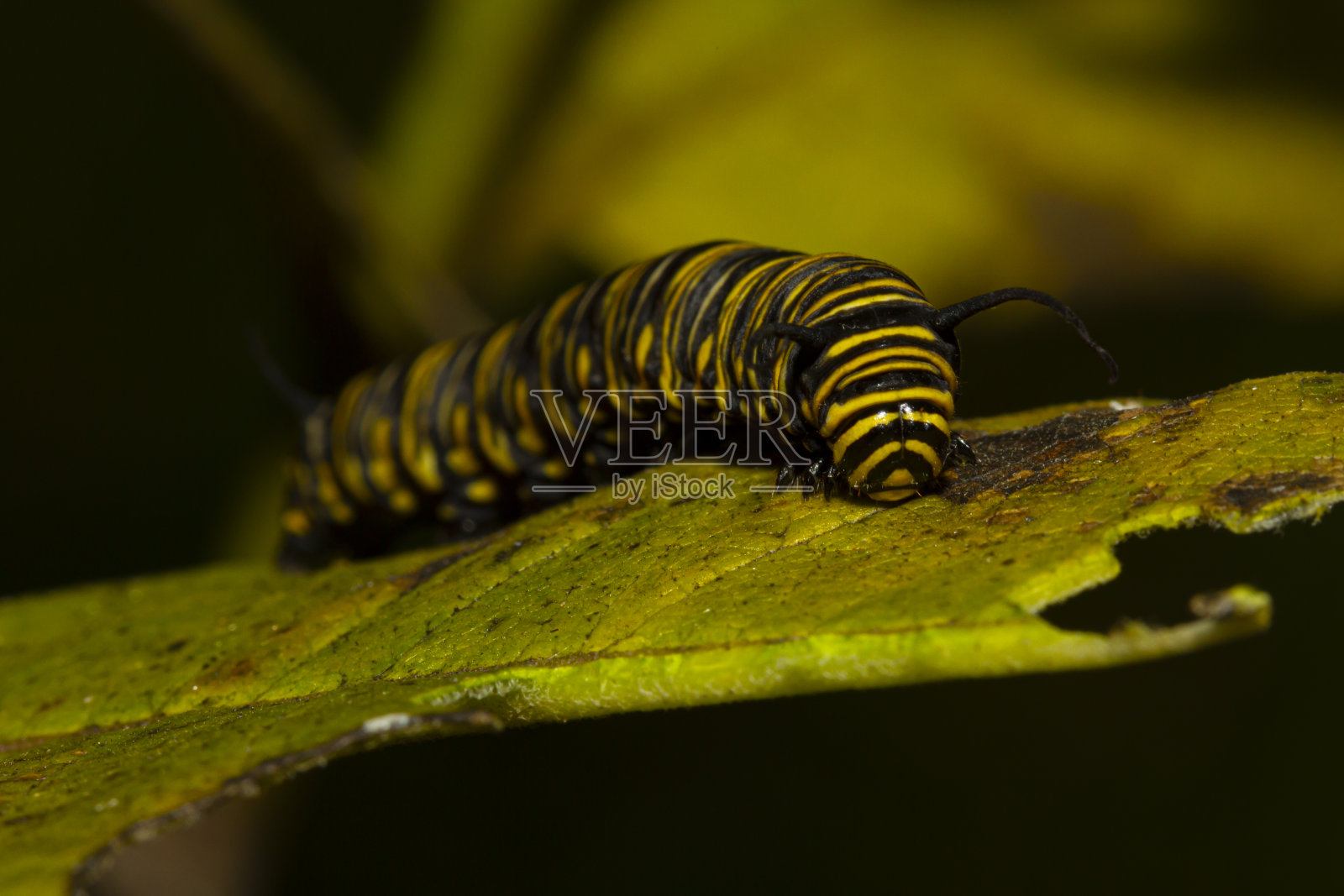 近距离的微距图像danaus plexippus(黑脉金斑蝶)毛虫在马利草的叶子上照片摄影图片