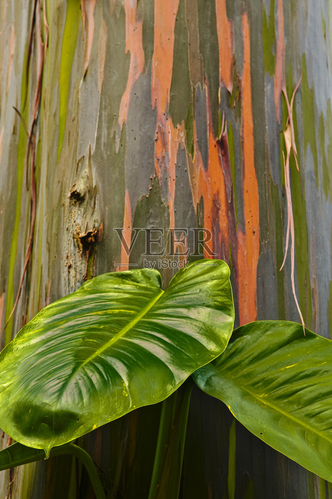 彩虹树皮照片摄影图片