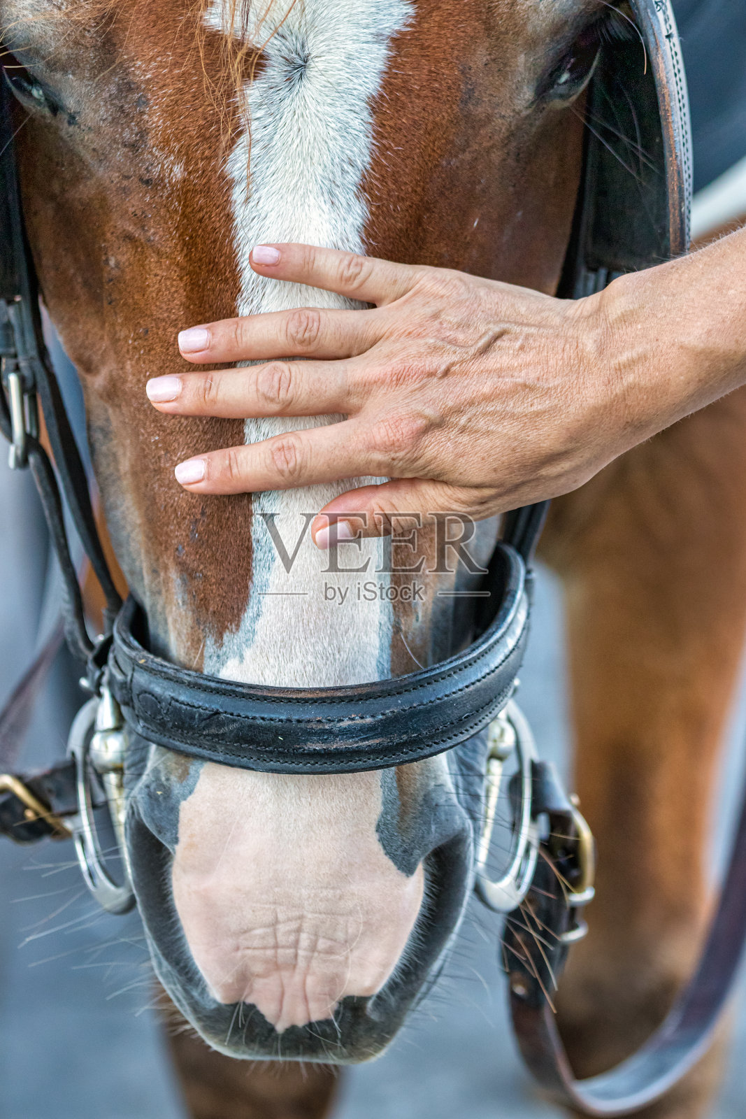 女人的手抚摸着马的头,特写。照片摄影图片