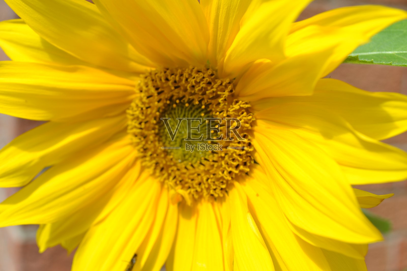 黄色头状花序照片摄影图片