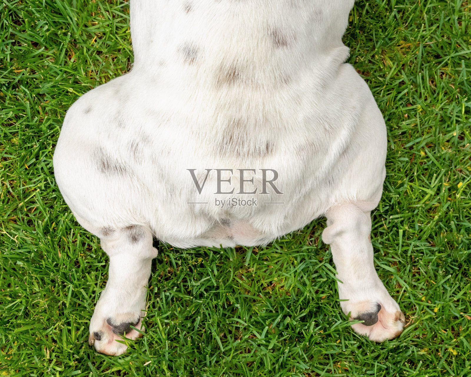 白色斗牛犬斑点照片摄影图片