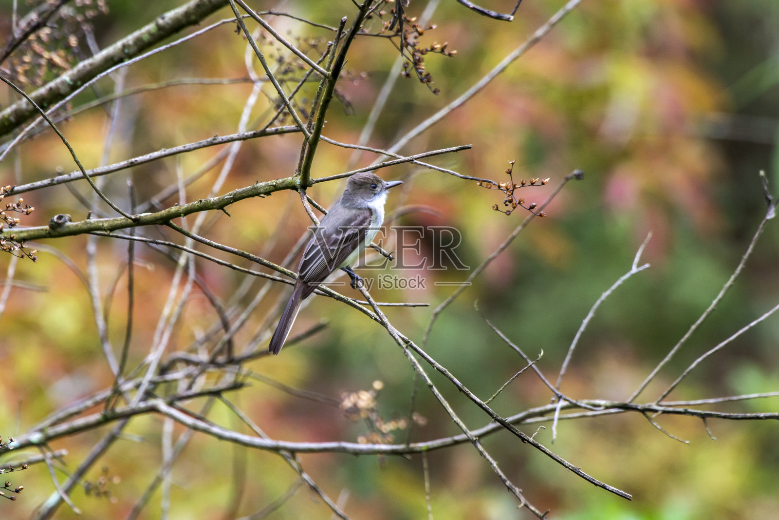 棕冠鹟在圣玛丽亚德杰提巴,圣埃斯皮里托拍摄。巴西东南部。照片摄影图片