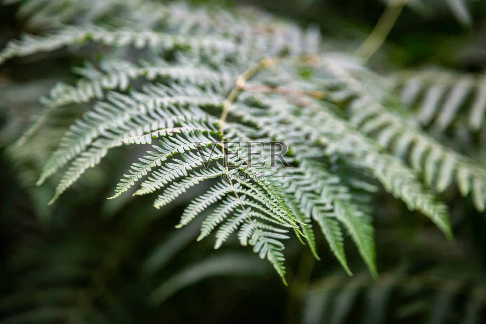 林地中的蕨类照片摄影图片