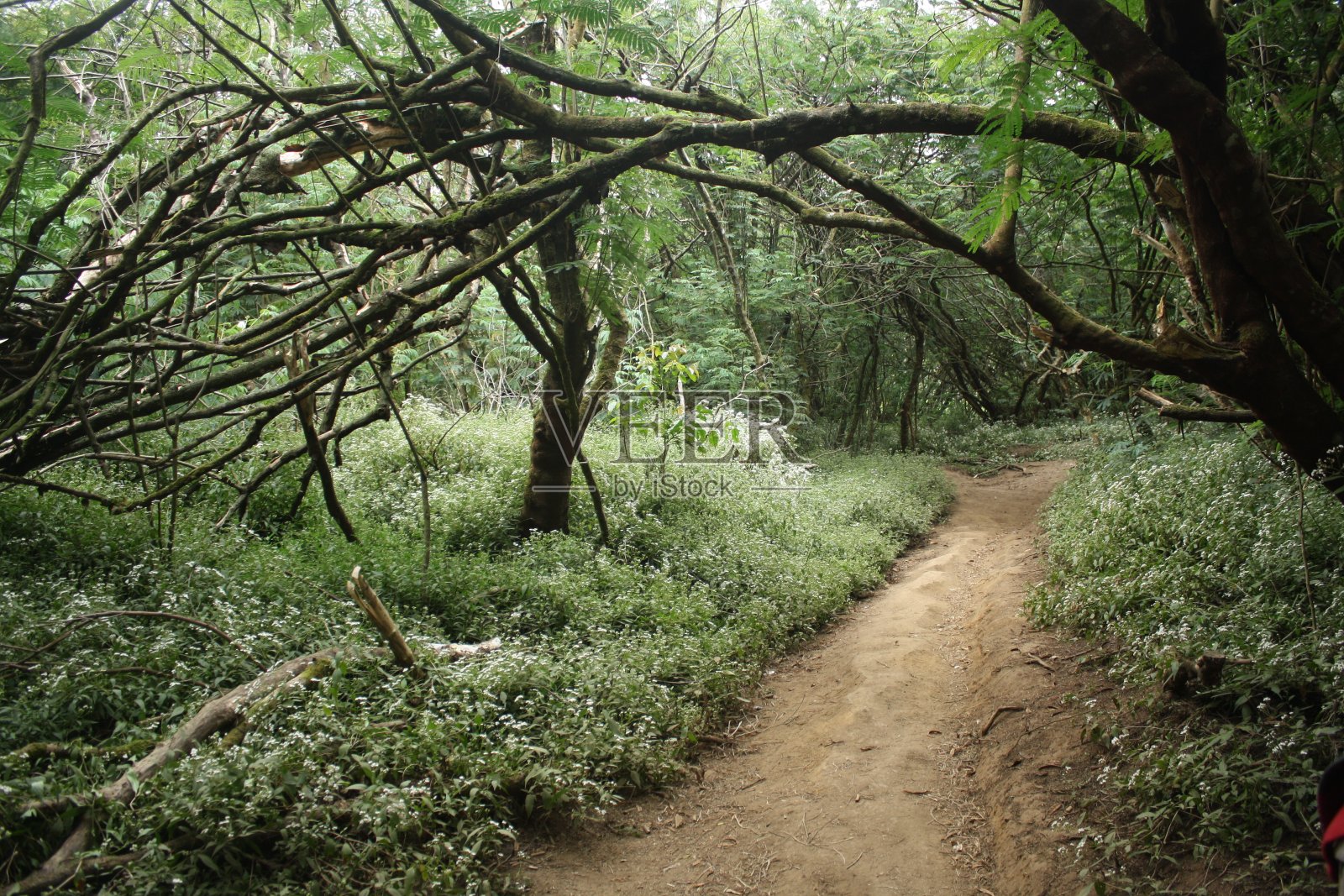美丽的森林风景从Ciremai山经过Palutungan,西爪哇,印度尼西亚。照片摄影图片
