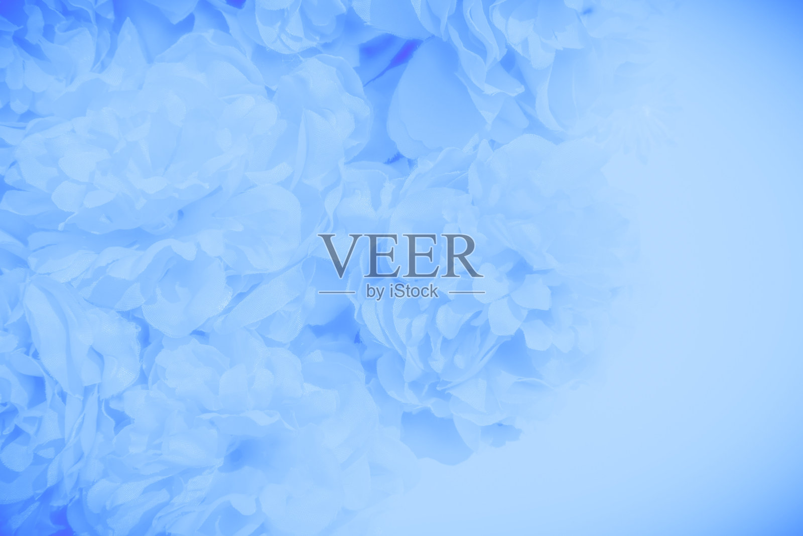 美丽的抽象颜色蓝色花在白色的背景,紫色的花框架和蓝色的叶子纹理,蓝色的背景,深蓝色的图形横幅照片摄影图片