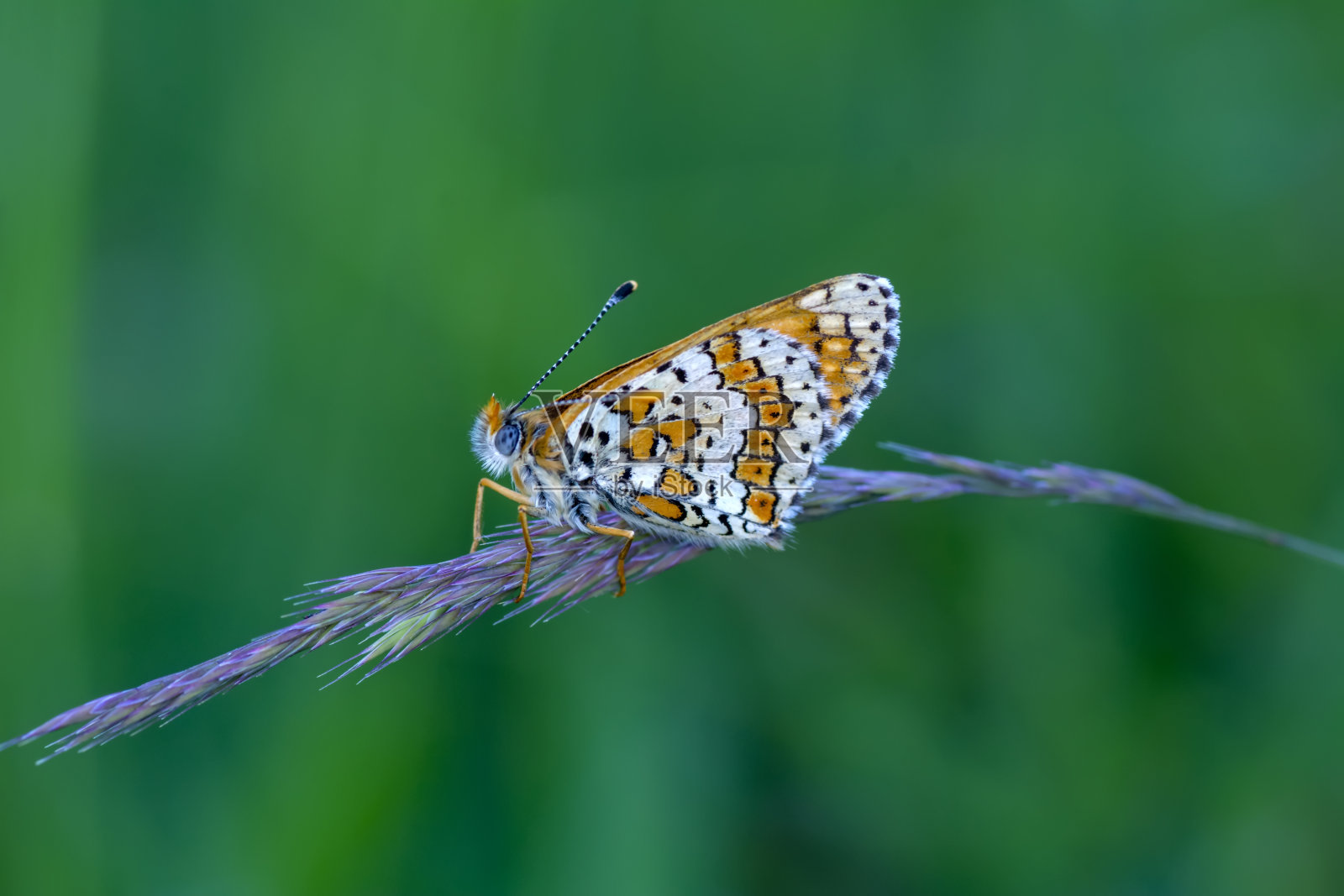 微距镜头,美丽的蝴蝶照片摄影图片