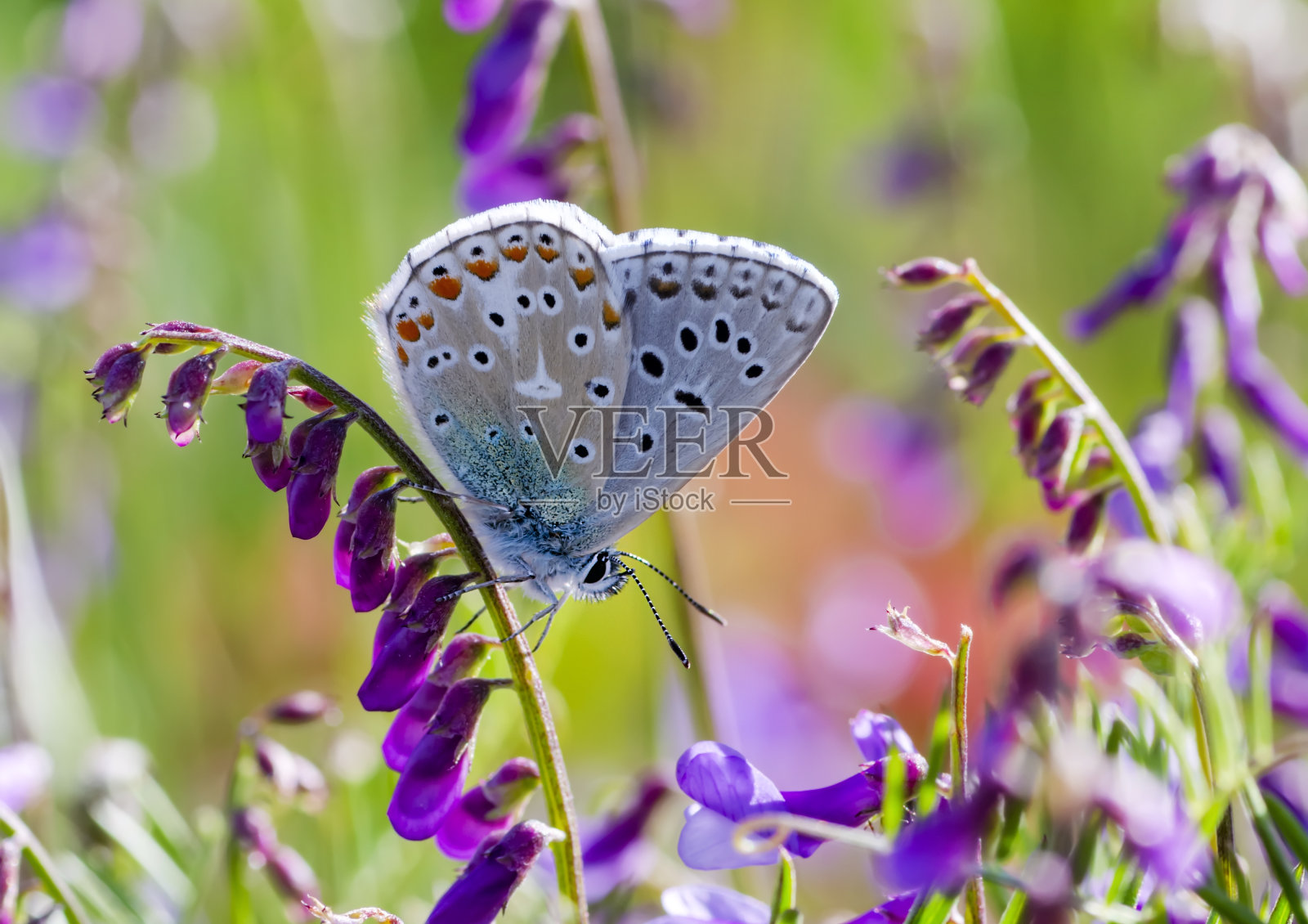 微距镜头,美丽的蝴蝶照片摄影图片