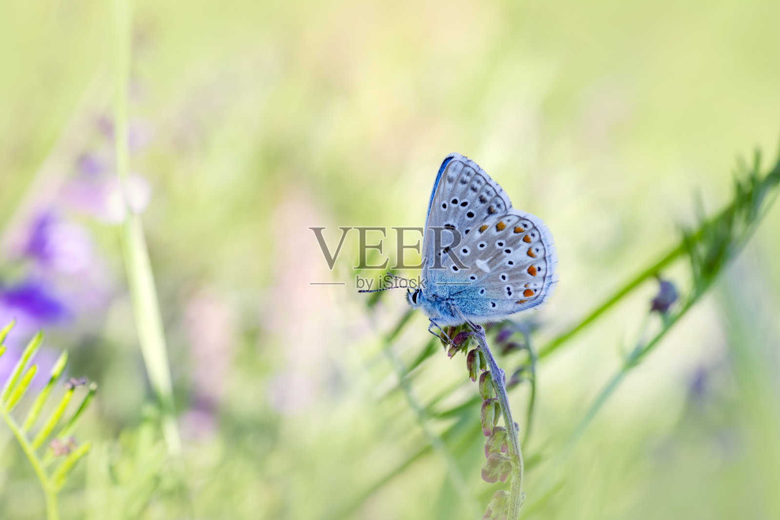 微距镜头,美丽的蝴蝶照片摄影图片
