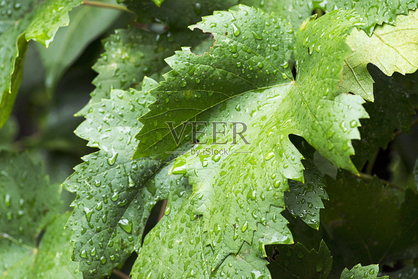 葡萄叶在雨中的细节。葡萄叶子。花园里的葡萄叶子照片摄影图片