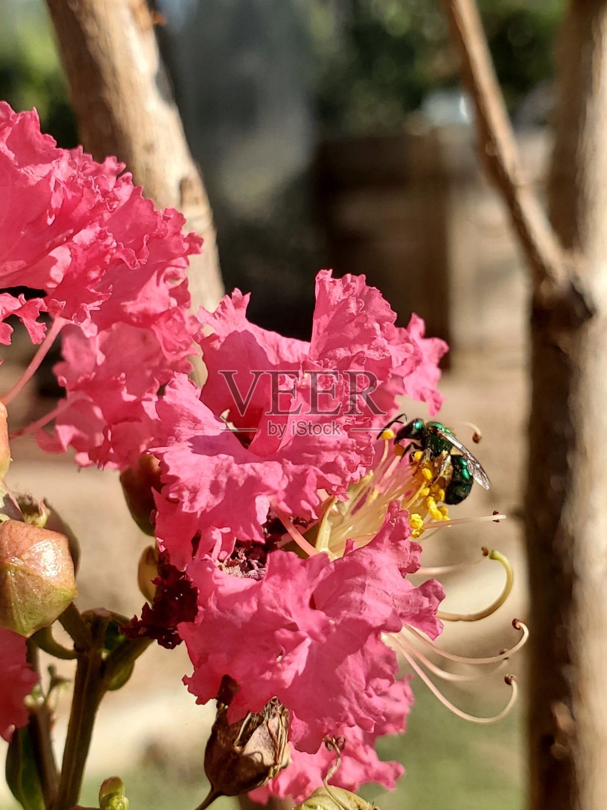 绿蜂粉花照片摄影图片