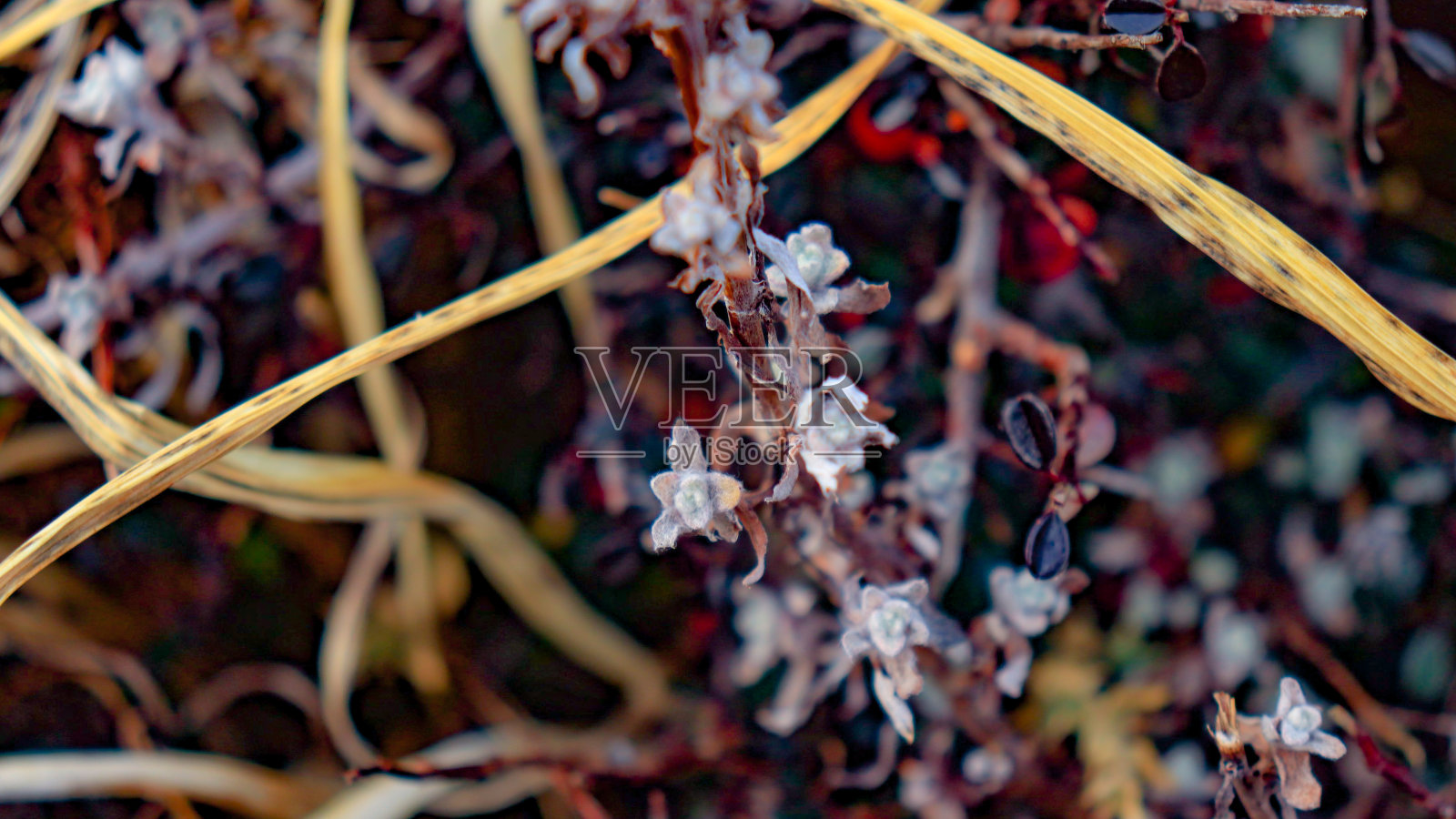 在印度Kuari Pass的跋涉中看到的喜马拉雅花。照片摄影图片
