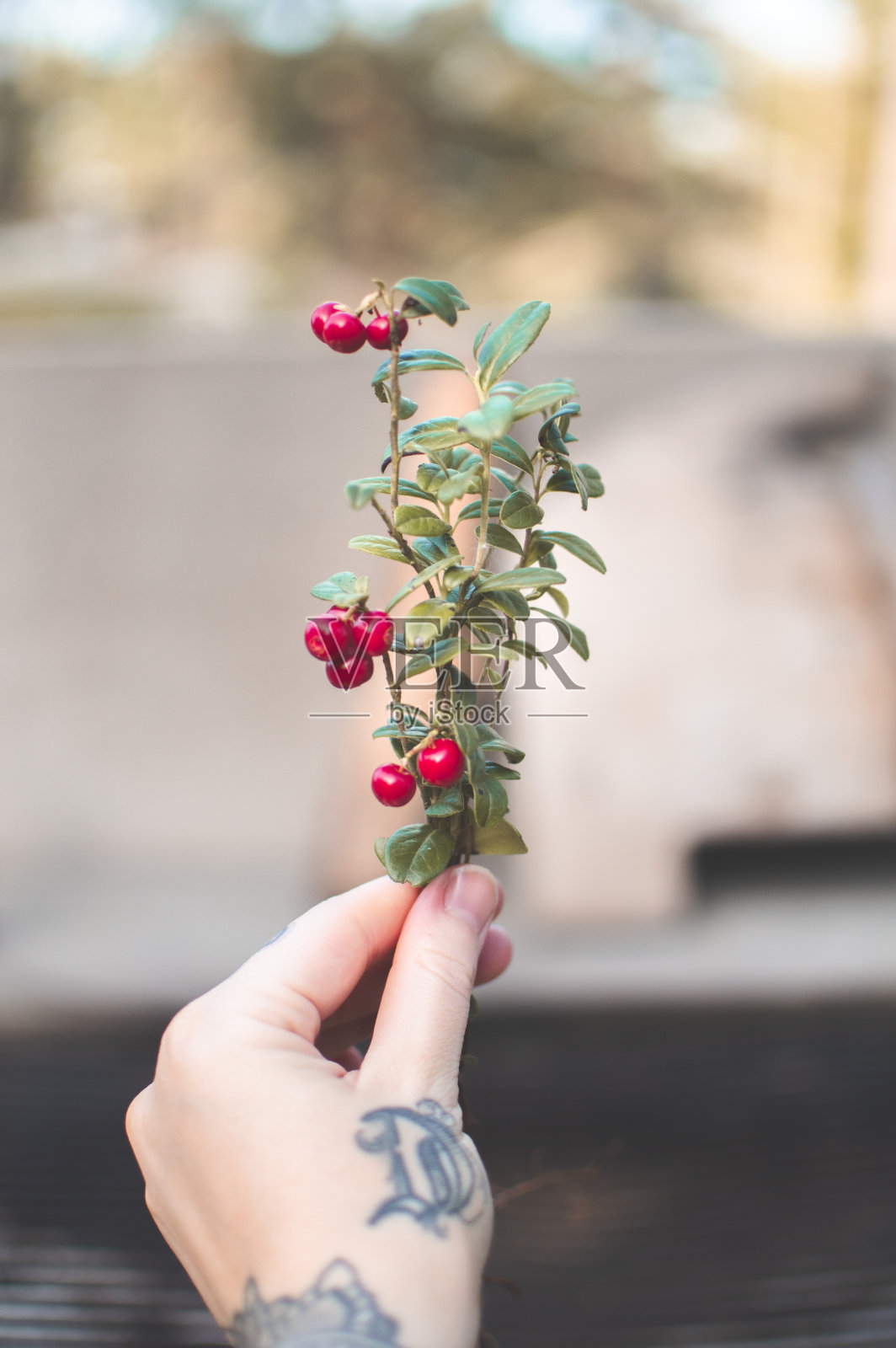 有纹身的手拿着一束越桔照片摄影图片