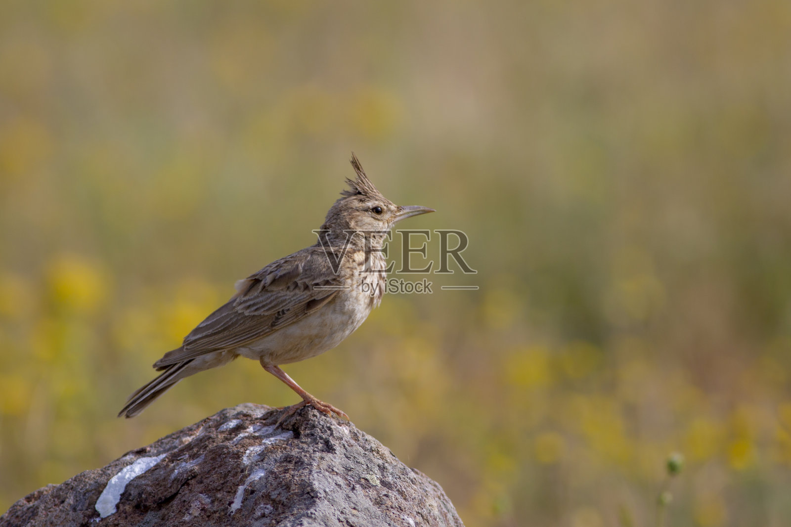 凤头百灵照片摄影图片