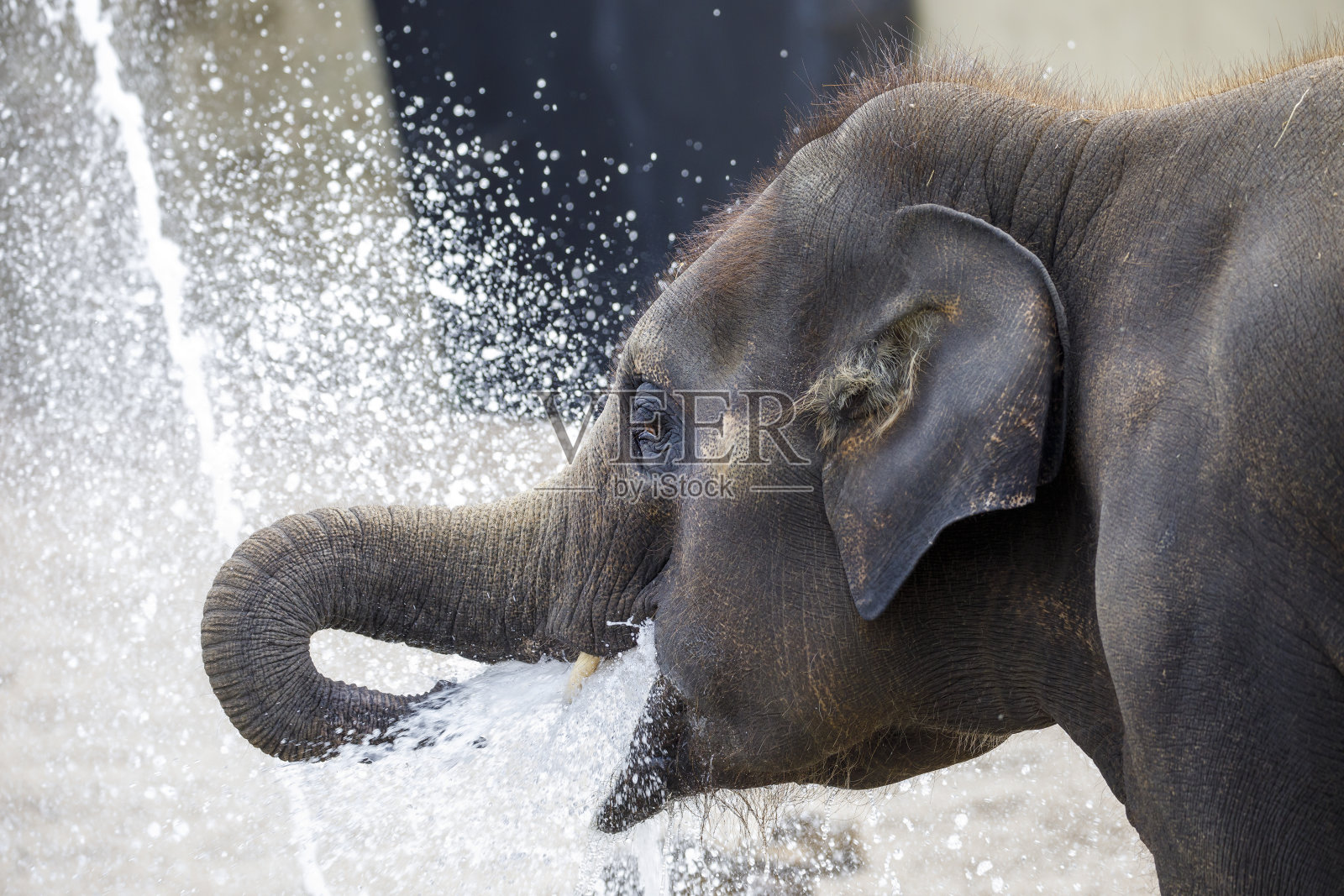 小象(大象)在水里玩耍,在自然栖息地拍摄照片摄影图片
