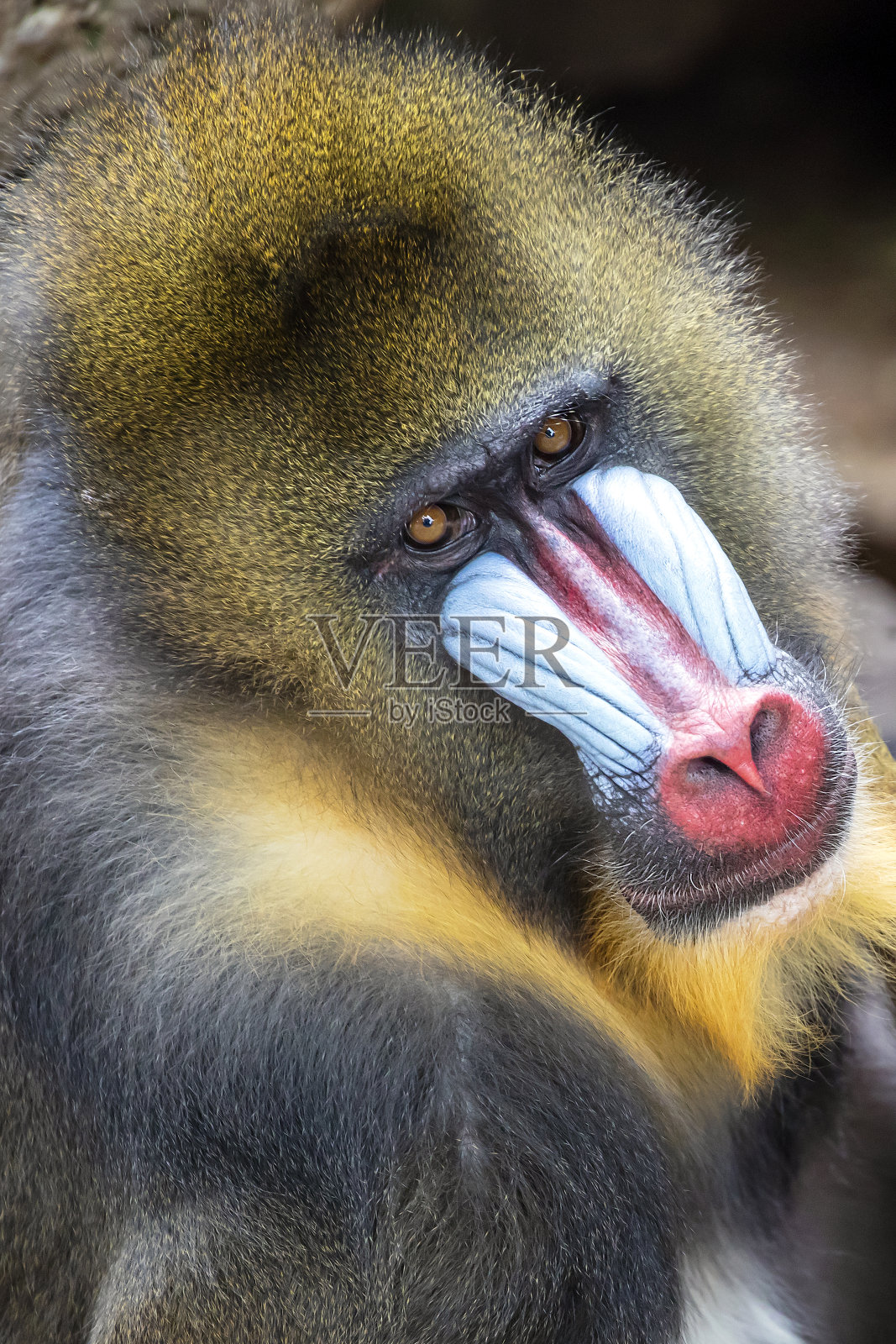 雄性山魈(狮身人面像)照片摄影图片
