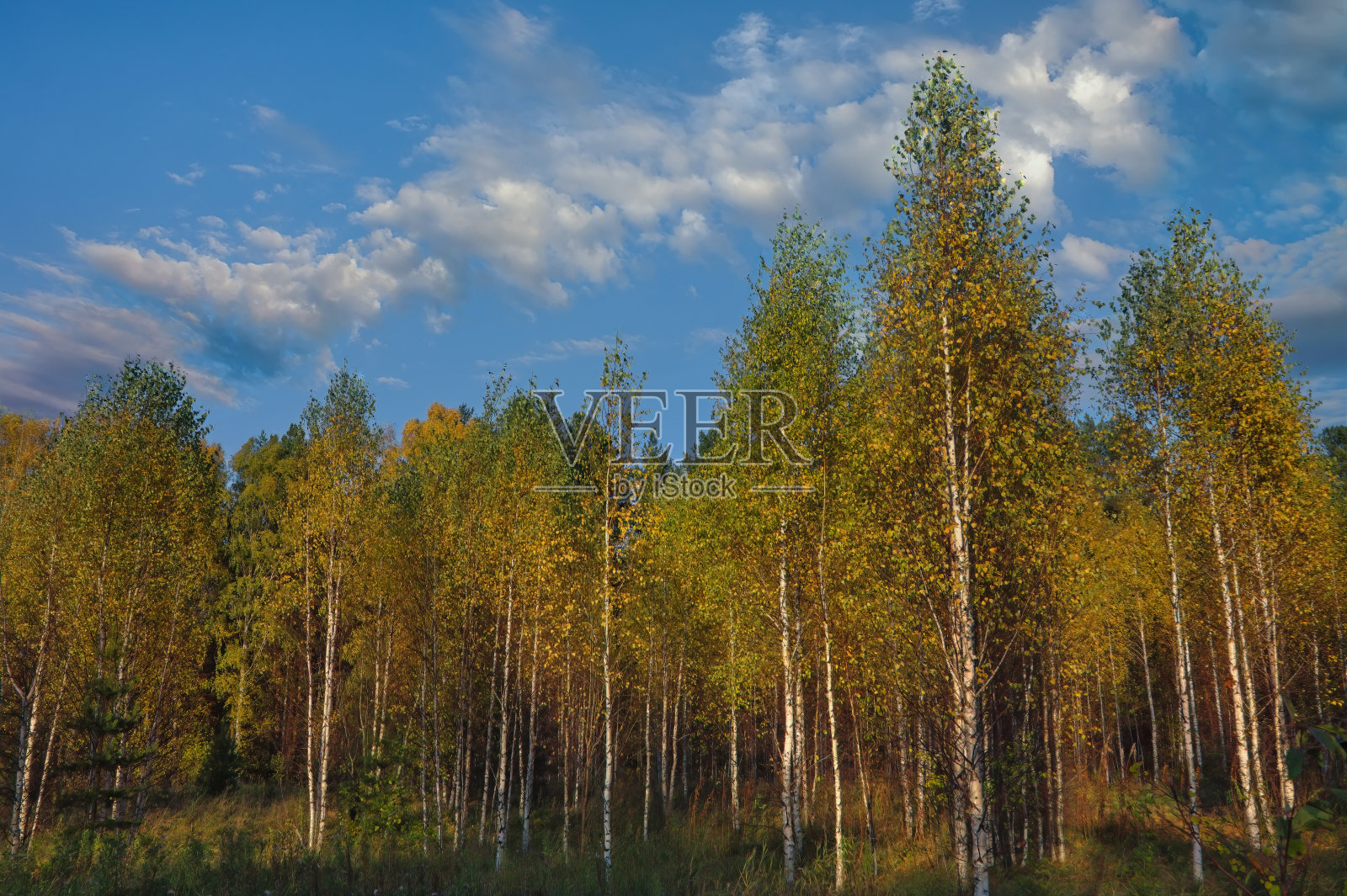 美丽的秋色白桦林。秋天,黄桦林,自然秋色景观。照片摄影图片