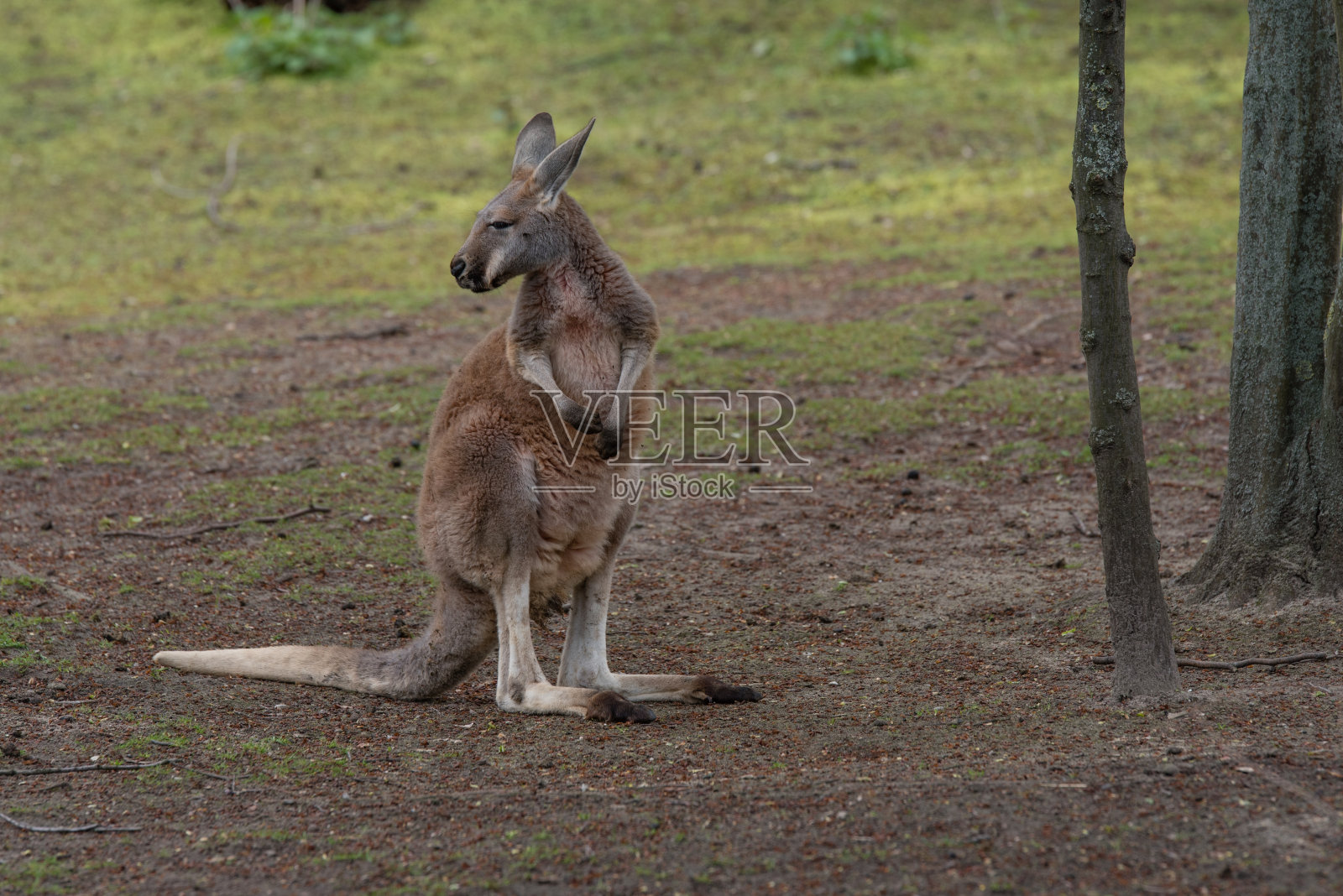 在一个阳光灿烂的日子里,小袋鼠在草地上看着后面等待其它袋鼠照片摄影图片
