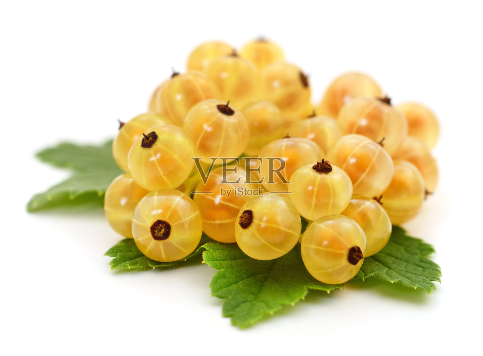 绿色叶子的白醋栗。照片摄影图片