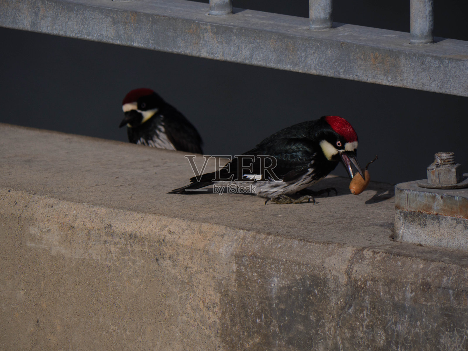 橡子啄木鸟一起在桥上收集橡子照片摄影图片